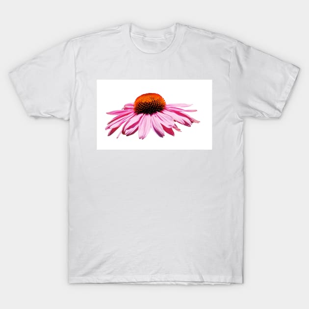 Echinacea Purpurea on White Background T-Shirt by jojobob